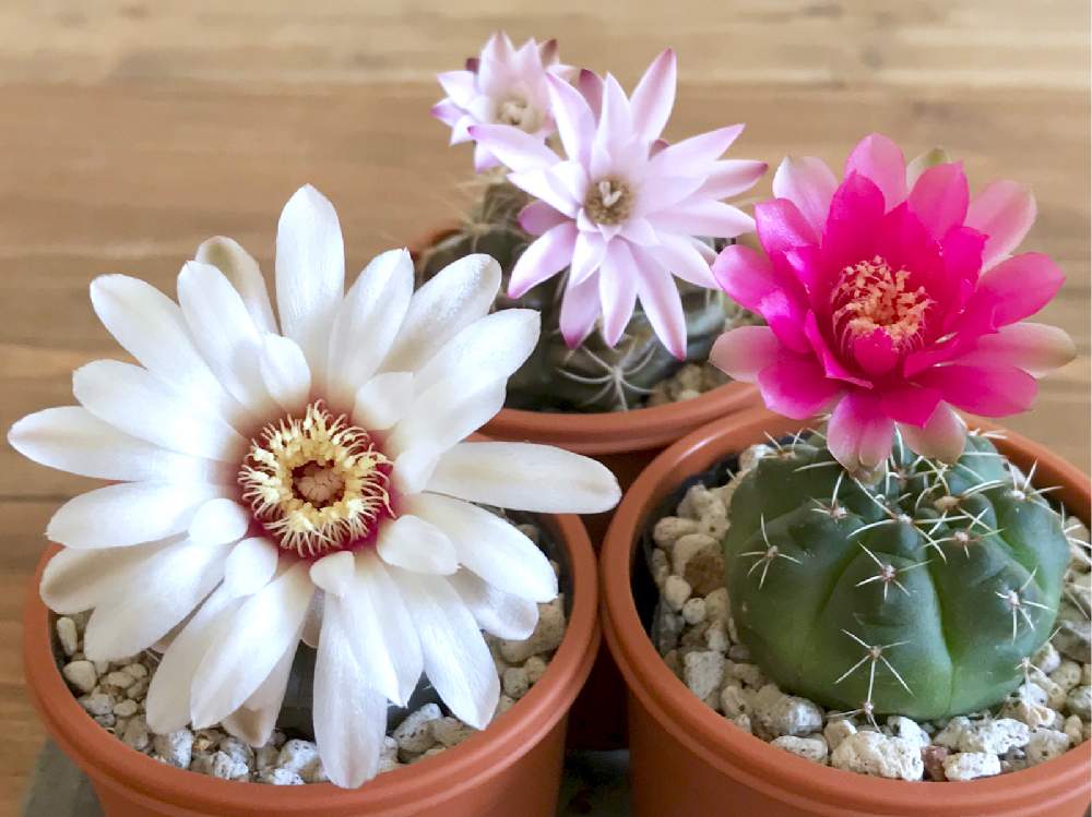 の画像 by しいたけさん | ギムノカリキウムと緋花玉と麗蛇丸とギムノカリキウム属・麗蛇丸と竜頭とギムノカリキウム 緋花玉とギムノカリキウム 竜頭とサボテン科とグリーンのある暮らしとギムノカリキウム属とサボテンのある暮らしとちーむサボテンとみどりと暮らすとサボテンの花