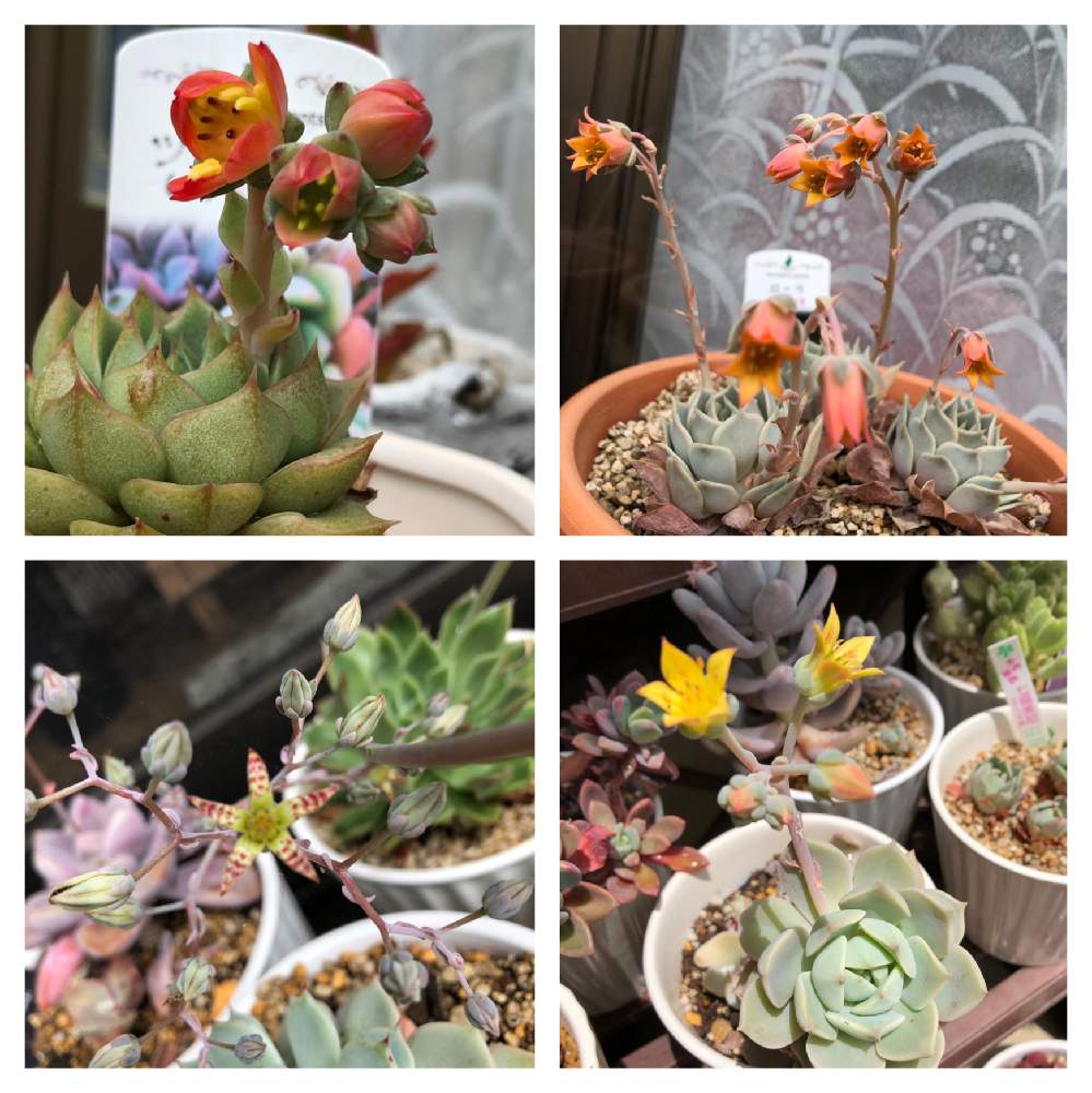 小さな庭の画像 by LUPINさん | 小さな庭と多肉植物とむらさき。と白ボタンの花と ローラと多肉大好きと植中毒と多肉女子と花のある暮らしとエケベリアツルギダ