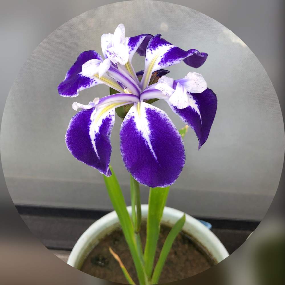 バルコニー/ベランダの画像 by ハチクロさん | バルコニー/ベランダといとおしい植物の表情フォトコン2019とお気に入りと今日の一枚と水生植物と母の形見
