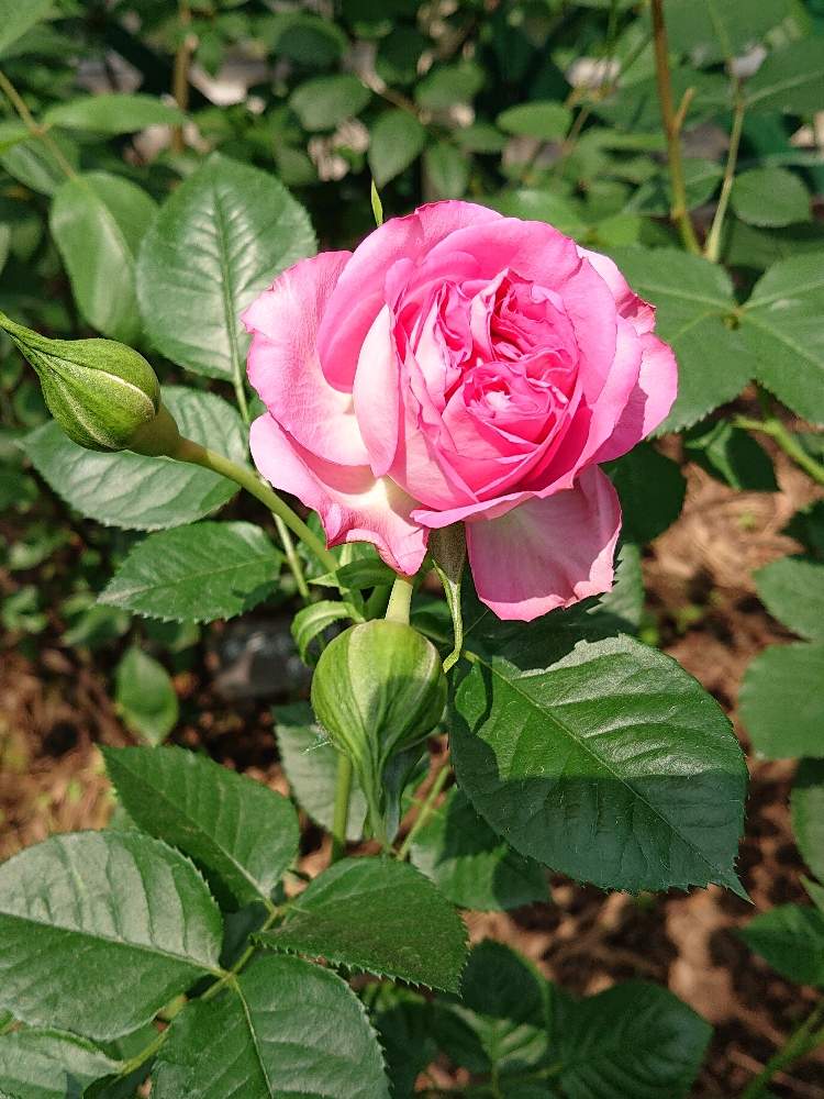 お出かけ先の画像 by レイさん | お出かけ先と春のバラまつりと♪薔薇バラばらとP!nkピンクぴんくとばらドームとはな阿蘇美と四季の彩りと花のある暮らしとばらの香り