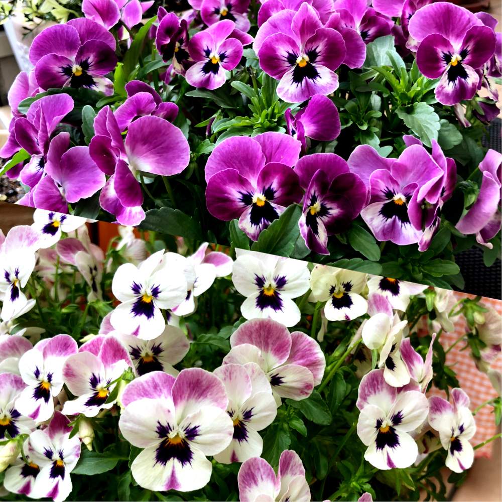 小さな庭の画像 by ふうさん | 小さな庭とムラサキの花といとおしい植物の表情フォトコン2019とお気に入りのビオラと小さい花と花のある暮らしとしろいはな