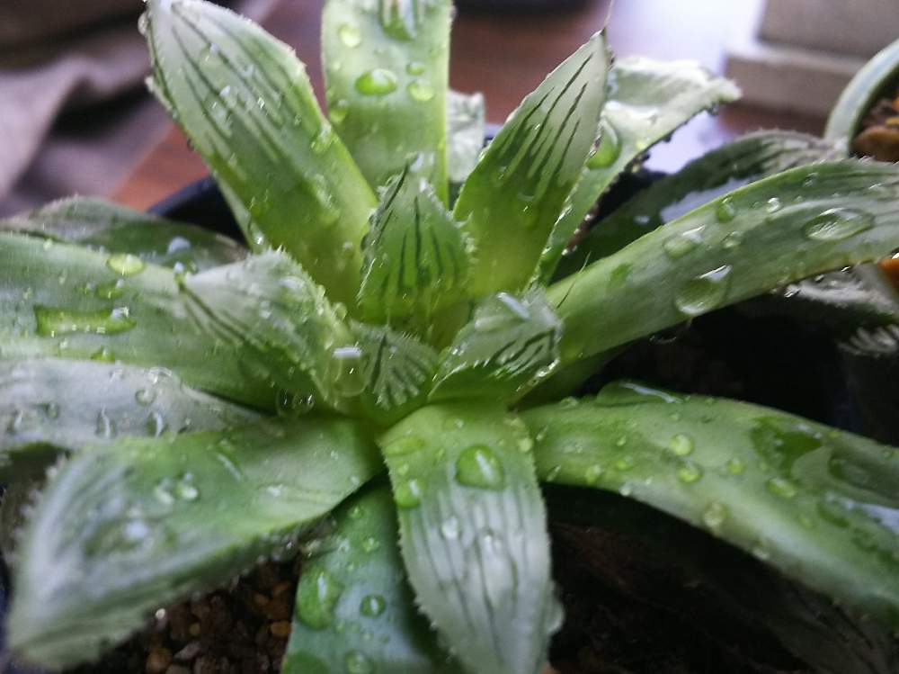 部屋の画像 by NO.888さん | 部屋と多肉植物とハオルチア属と植中毒と珍奇植物とハオルチアオブツーサ交配と☆ハオルチア
