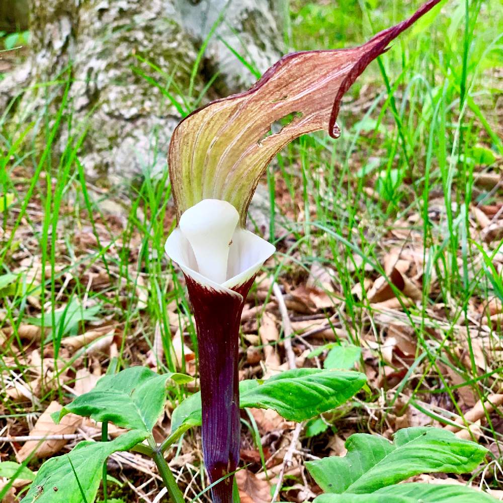 お出かけ先の画像 by PT_yamahiroさん | お出かけ先とユキモチソウと令和最初の植物と六甲高山植物園といとおしい植物の表情フォトコン2019と山野草と花壇とフラワーとGS映えと植中毒とお花畑 と花好きと花のある暮らしとお花とお花好きと高山植物類