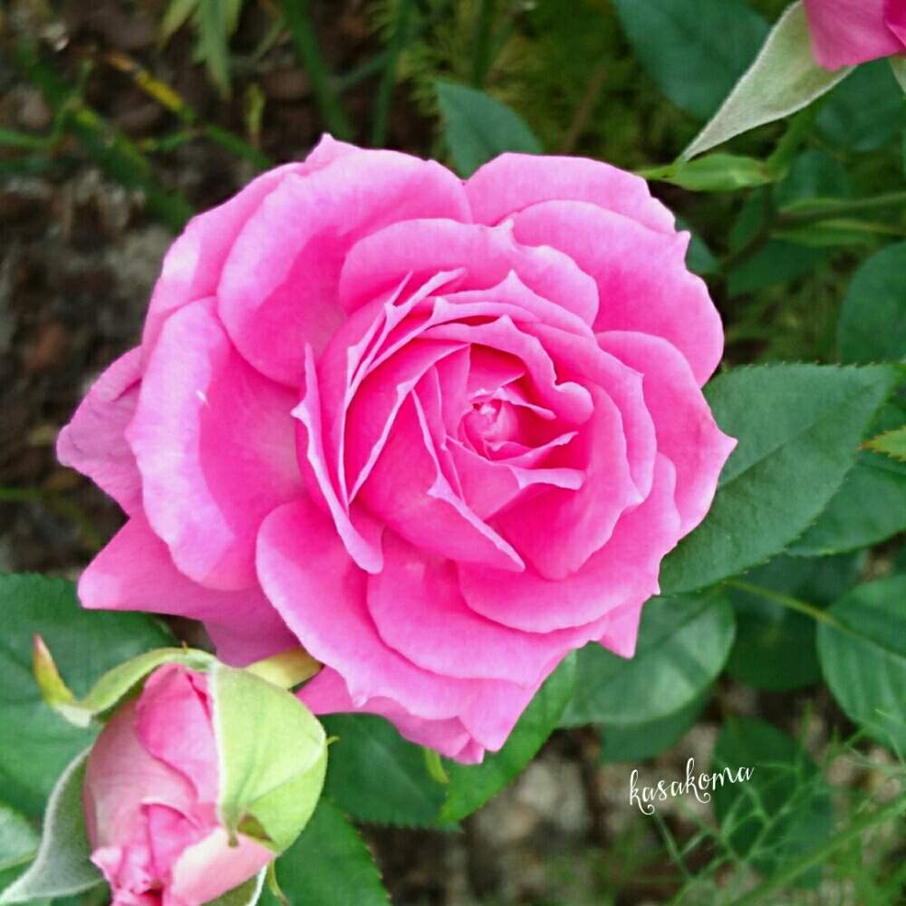 小さな庭の画像 by kasakomaさん | 小さな庭とバラ オーバーナイトセンセーションと薔薇愛同盟といとおしい植物の表情フォトコン2019と強香のバラと花壇と剣弁高芯咲きとバラのある暮らしと直立性と植中毒と2019kasakomaのバラと花のある暮らしと庭植えとバラ 四季咲きとバラ・ミニバラと地植え