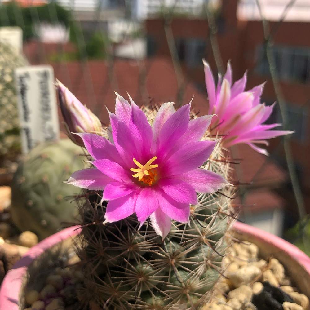 バルコニー/ベランダの画像 by 許淑娟さん | バルコニー/ベランダとサボテンと蓬莱宮とMammillaria schumanniiとマミラリア 蓬莱宮とマミラリア...