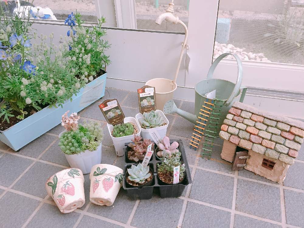 の画像 by たかみきさん | ミニチュア雑貨とリメ缶とリメイクとリメ鉢と多肉女子とGreenSnapmarcheと【こまち多肉部】と花のある暮らしと小花好きと秋田多肉