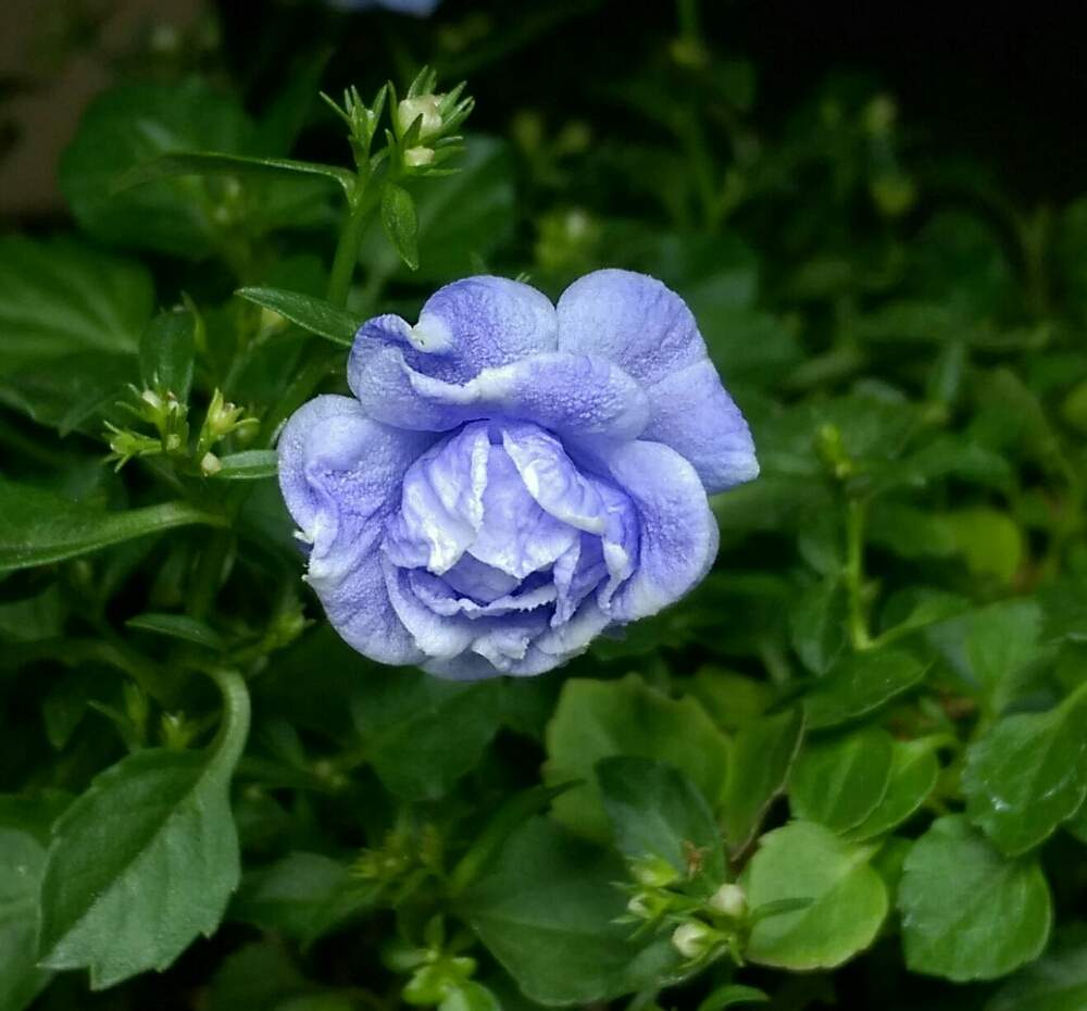 部屋の画像 by はてはぁなさん | 部屋とカンパヌラ ブルーワンダーとカンパニュラ・ブルーワンダーと可愛い花と美しい♡とこの色が好き♥と八重咲きときれいな色と花のある暮らしと小さな花
