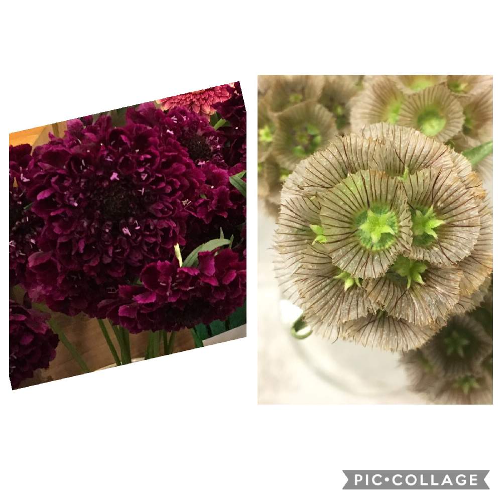 部屋の画像 by berryさん | 部屋とスカビオサとステルンクーゲルとスカビオサ ❇︎ステルンクーゲルとスカビオサの花と可愛い〜♡としあわせ♡と花のある暮らしと素敵