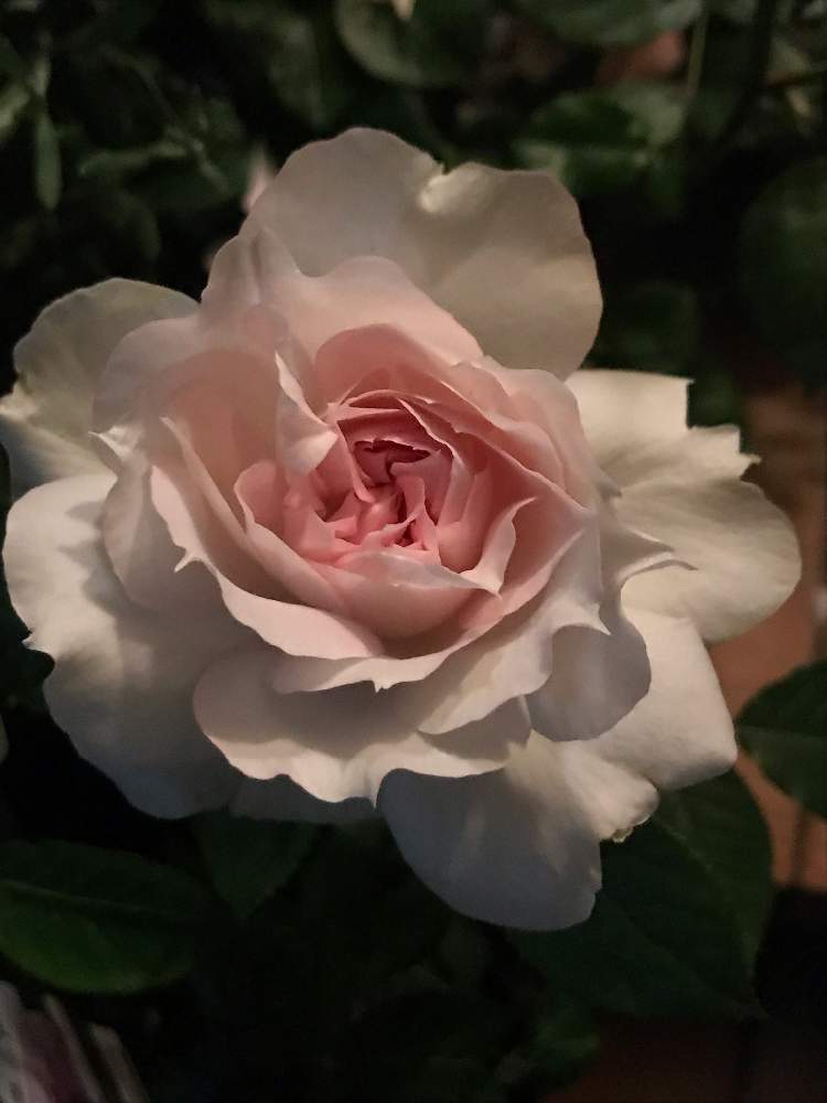 小さな庭の画像 by みるく❤️さん | 小さな庭と薔薇愛同盟とシャリマーと薔薇に魅せられてと植中毒と我が家の花壇と可愛い〜♡と玄関先アプローチと花のある暮らしとわが家のエントランス