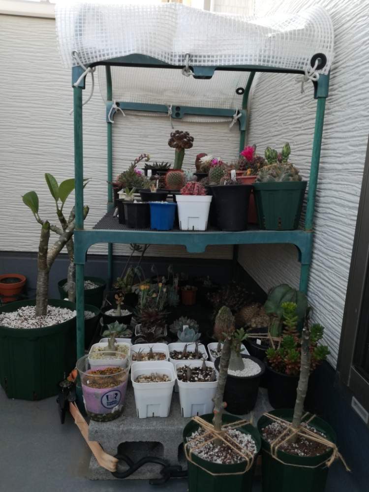 バルコニー/ベランダの画像 by goojobさん | バルコニー/ベランダと多肉植物と塊根植物とロスラーツムとパキポディウム恵比寿大黒