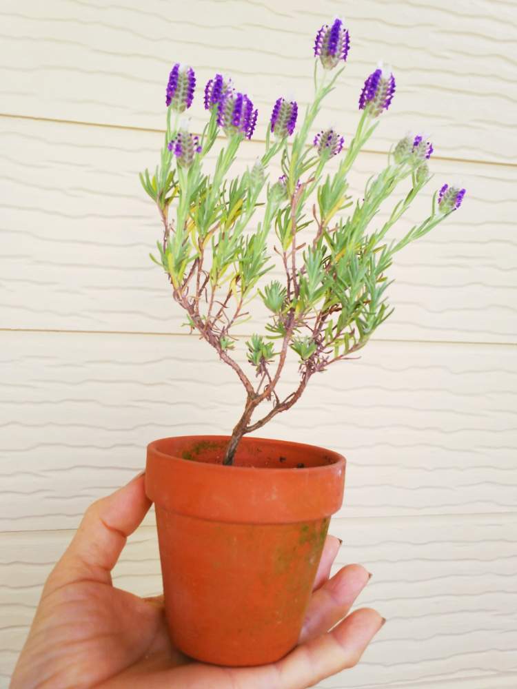 玄関の画像 by 気まぐれ猫さん | 玄関とフレンチラベンダーと植物のある暮らしと鉢植えのお花と植物大好きとGS映えと100均の鉢と花を飾ると香る花とガーデニングと花のある暮らしとスマホ撮りとコンパクト