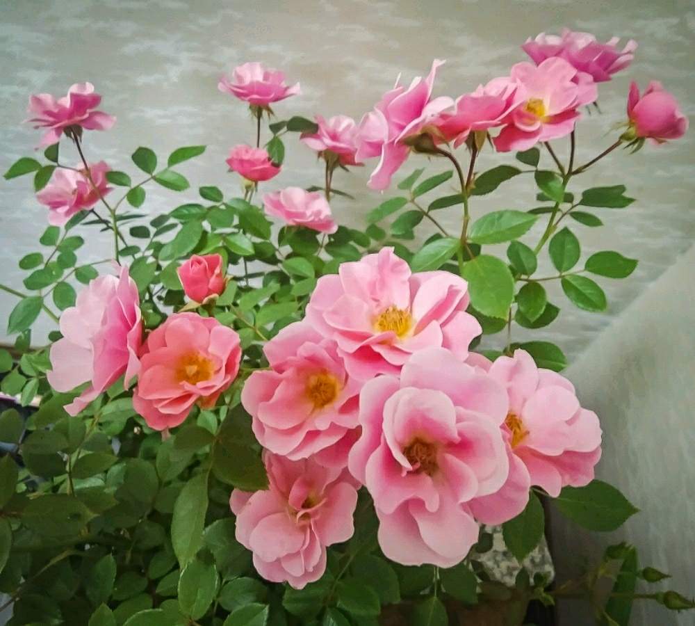 玄関の画像 by otoさん | 玄関とミニバラと花のある暮らしとバラバラバラバラと魅惑の花鉢