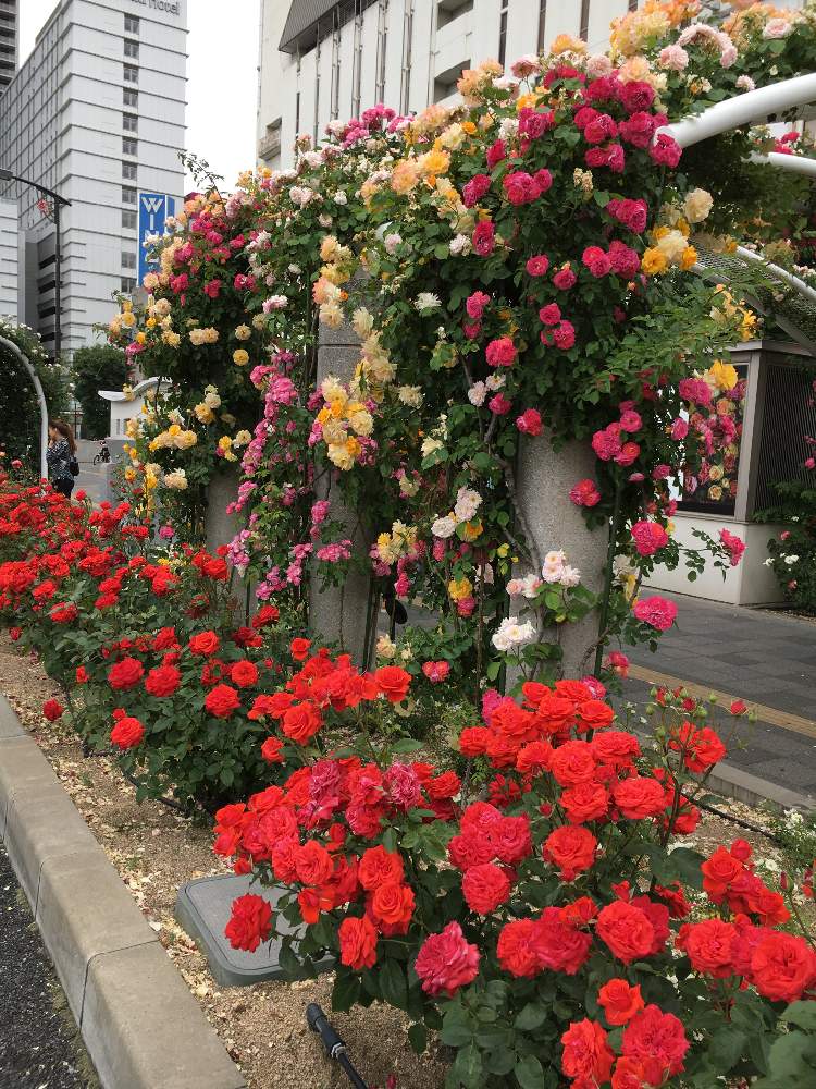 お出かけ先の画像 by このこのさん | お出かけ先とのんびりとバラ・ミニバラと幸せなひとときと福山ばら祭り2019