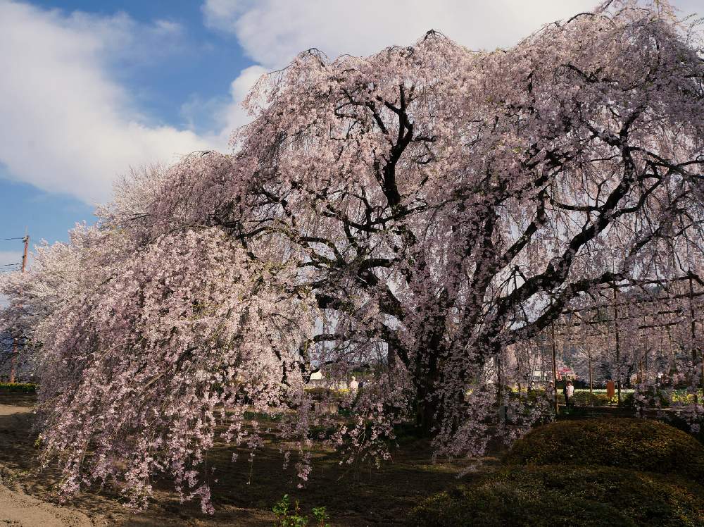 お出かけ先の画像 by bonciさん | お出かけ先と花のある暮らしとおでかけ先としだれ桜*と『2019桜』フォトコンテスト
