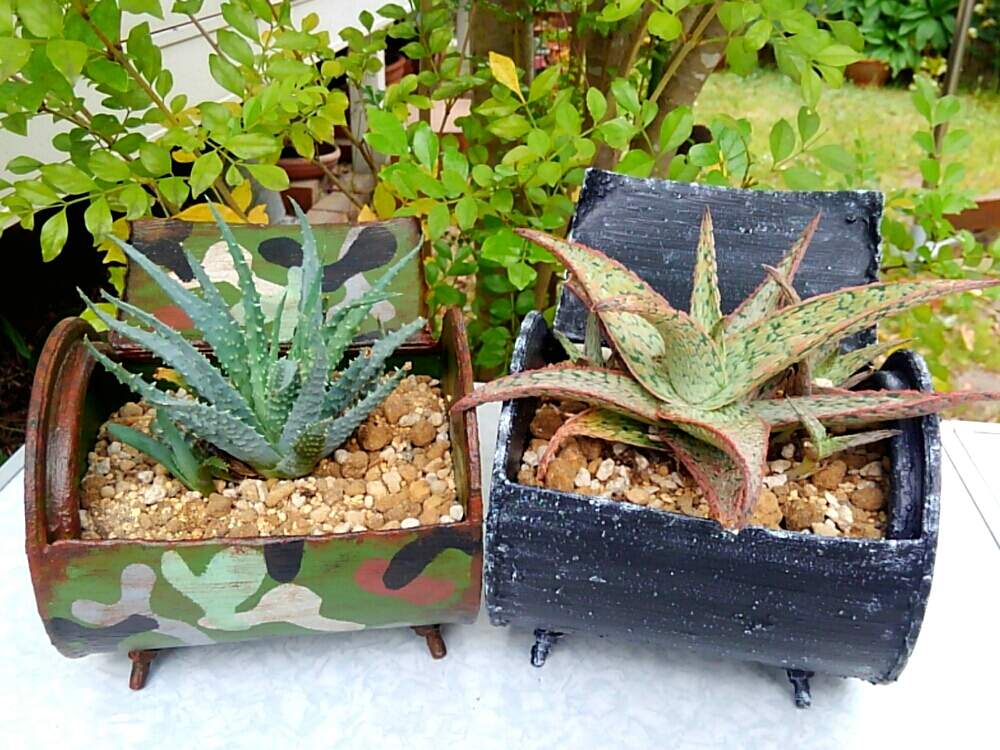 小さな庭の画像 by *アビー & シュガー*さん | 小さな庭とアロエと多肉植物と福山市とリメ缶とリメイクと多肉女子とタニラーとハンドメイドとサンルームと広島県
