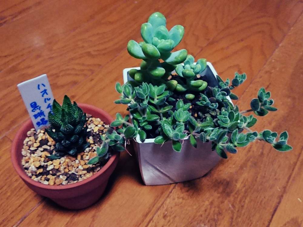 窓辺の画像 by johnnywasgoodguyさん | 窓辺とハオルチア 黒蜥蜴と多肉植物と多肉狩り