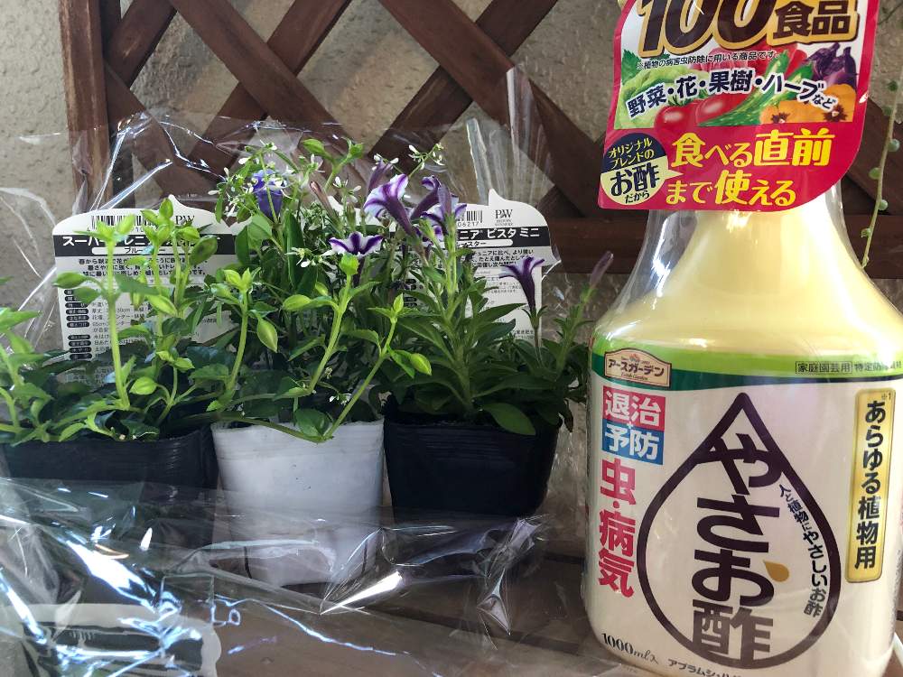 の画像 by しおりさん | ひとてま込めてとPWプレゼントキャンペーン当選と植物のある暮らしとガーデリンクと花のある暮らしとアースガーデンアンバサダー