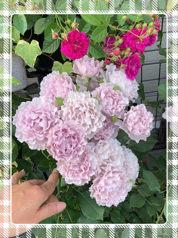 小さな庭の画像 by くろもみじさん | 小さな庭と薔薇とバラ リベルラとバラリベルラといいかおりと幸せとばら バラ 薔薇と薔薇愛同盟とミニバラスィートチャリオットとリベルラ☆とバラの蕾と全部GSのせいだと蚊取り線香と小さな小さな庭と花のある暮らしとばら 薔薇 バラと三種の神器とスイートチャリオットとバラのつぼみ