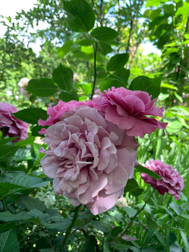お出かけ先の画像 by こまきろーるさん | お出かけ先と薔薇♡とバラ 薔薇と横浜イングリッシュガーデンと薔薇が素敵と薔薇♪とばら 薔薇 バラとバラ薔薇ばらら~❤️と薔薇の花