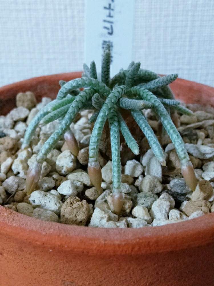 窓辺の画像 by nkoakiさん | 窓辺とアボニア・クイナリアとアボニア・アルストニーと多肉植物と冬型多肉と観葉植物とアボニアとスベリヒユ科と塊茎植物とニョロニョロとアボニア クイナリア(赤花)と冬型塊根とコーデックスとCaudexとアボニア属と塊根植物と珍奇植物と冬型植物