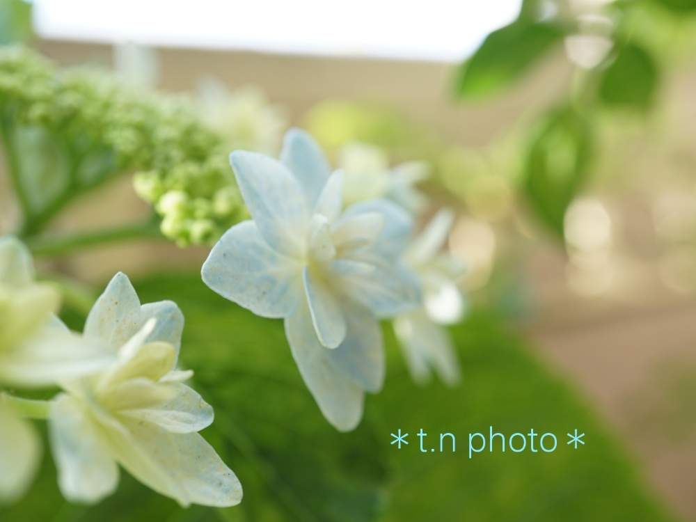 バルコニー/ベランダの画像 by おりーぶさん | バルコニー/ベランダとアジサイとガクアジサイと泉鳥とsony α6000とGSミニモニ。とありがとうと花のある暮らしとブルーの花と福岡県と葉っぱ好きとGS植物うちなーぐち会と母の日とマンションベランダと我が家のマンションベランダ