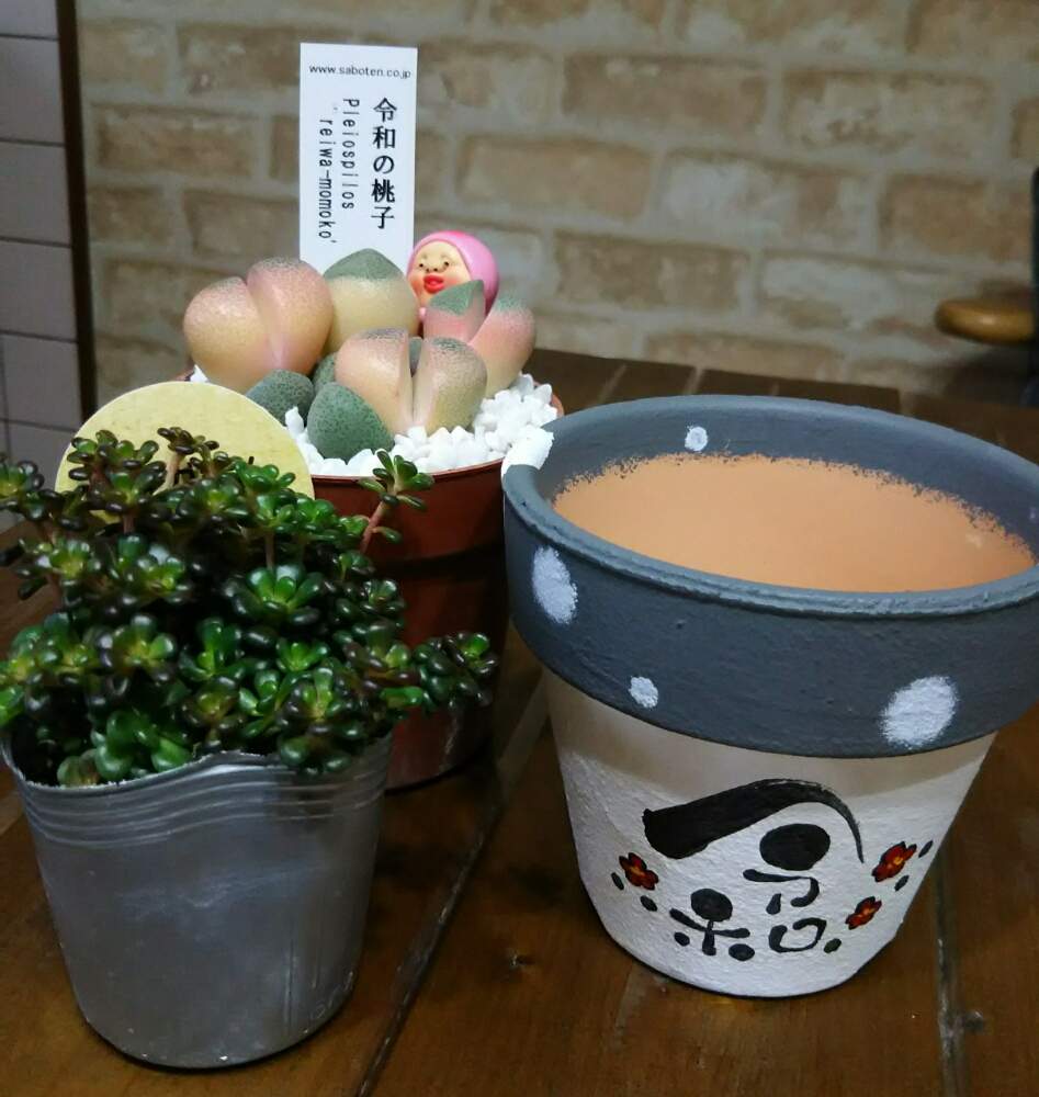 キッチンの画像 by Little☆Myさん | キッチンとオレガナムと令和の桃子と多肉植物とNO GREEN NO LIFEと多肉ちゃんと29cafeと多肉り隊とかくれももじりと己書とリメ鉢と三重県と多肉tomozouenと多肉女子とタニラーと作家さんの作品とta29変態