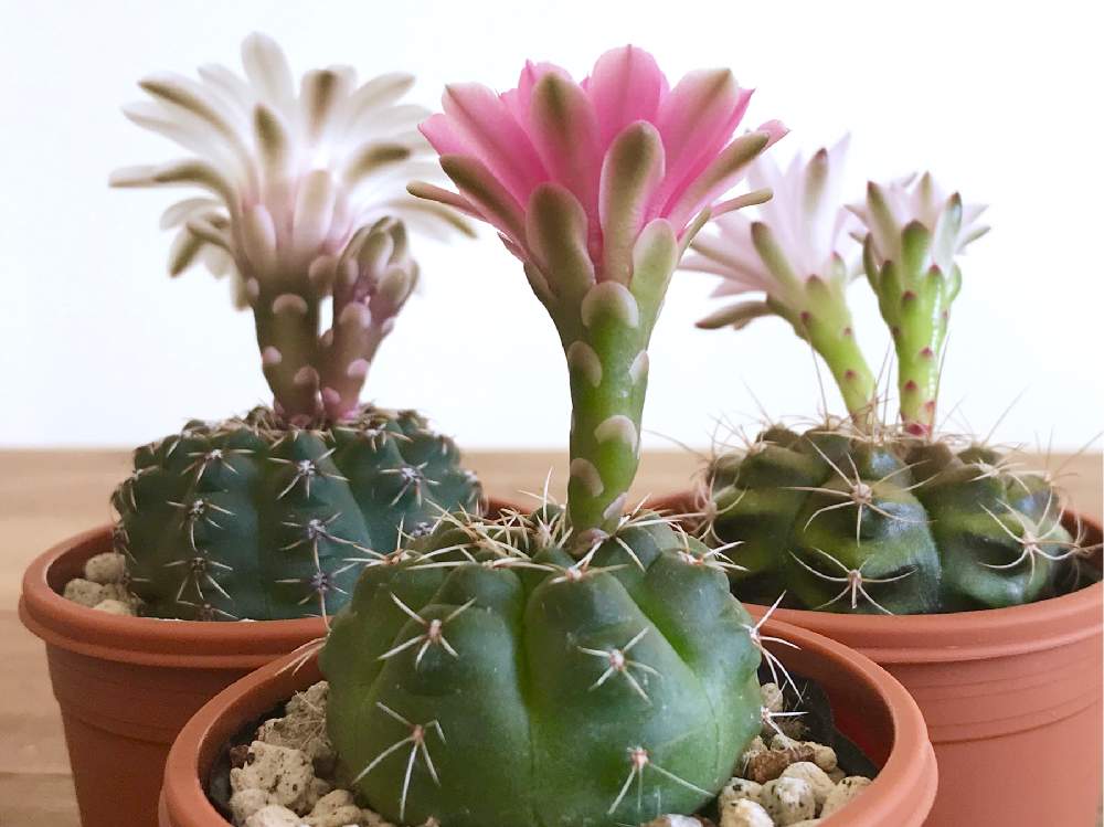の画像 by しいたけさん | ギムノカリキウムと緋花玉と麗蛇丸とギムノカリキウム属・麗蛇丸と竜頭とギムノカリキウム 緋花玉とギムノカリキウム 竜頭とサボテン科とギムノカリキウム属とサボテンのある暮らしとちーむサボテンとみどりと暮らすとサボテンの花