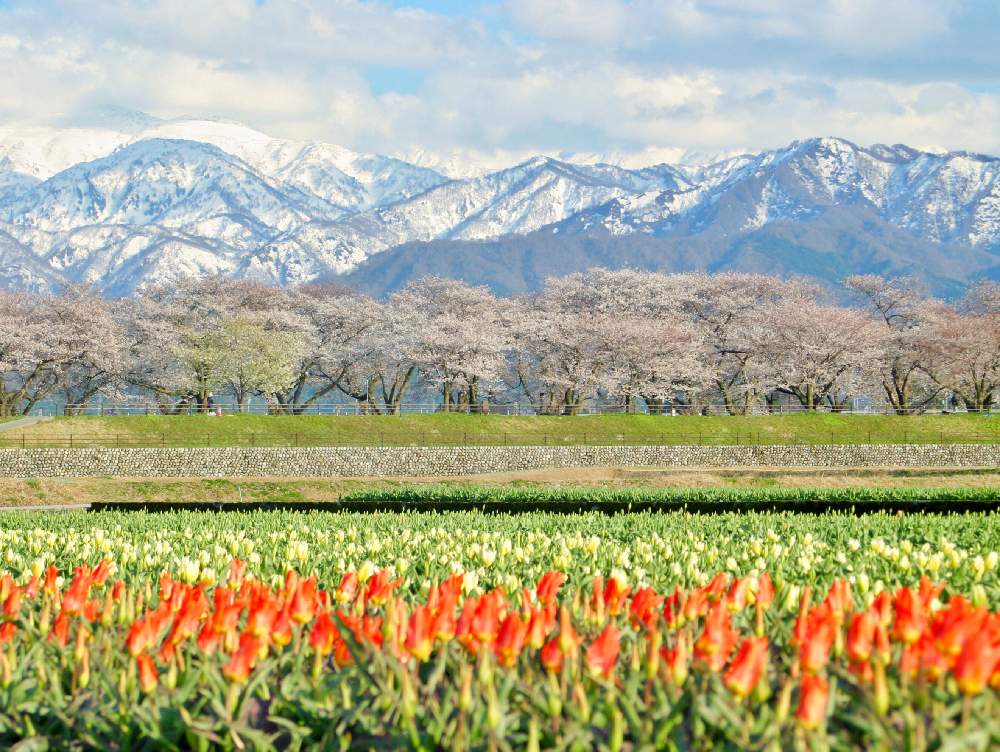 お出かけ先の画像 by neco-meさん | お出かけ先とソメイヨシノと 桜並木と春のお花とさくらさくら咲け咲けさくらとピンクの花と『2019桜』フォトコンテストとGS映えと富山県と舟川べり-桜マップ2019-