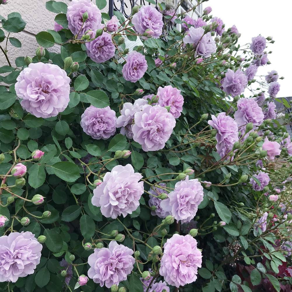 小さな庭の画像 by さっささん | 小さな庭とレイニーブルーとばら バラ 薔薇と薔薇愛同盟とバラの家と花壇と植中毒と花のある暮らしと薔薇♪と紫の花と地植えと薔薇の花
