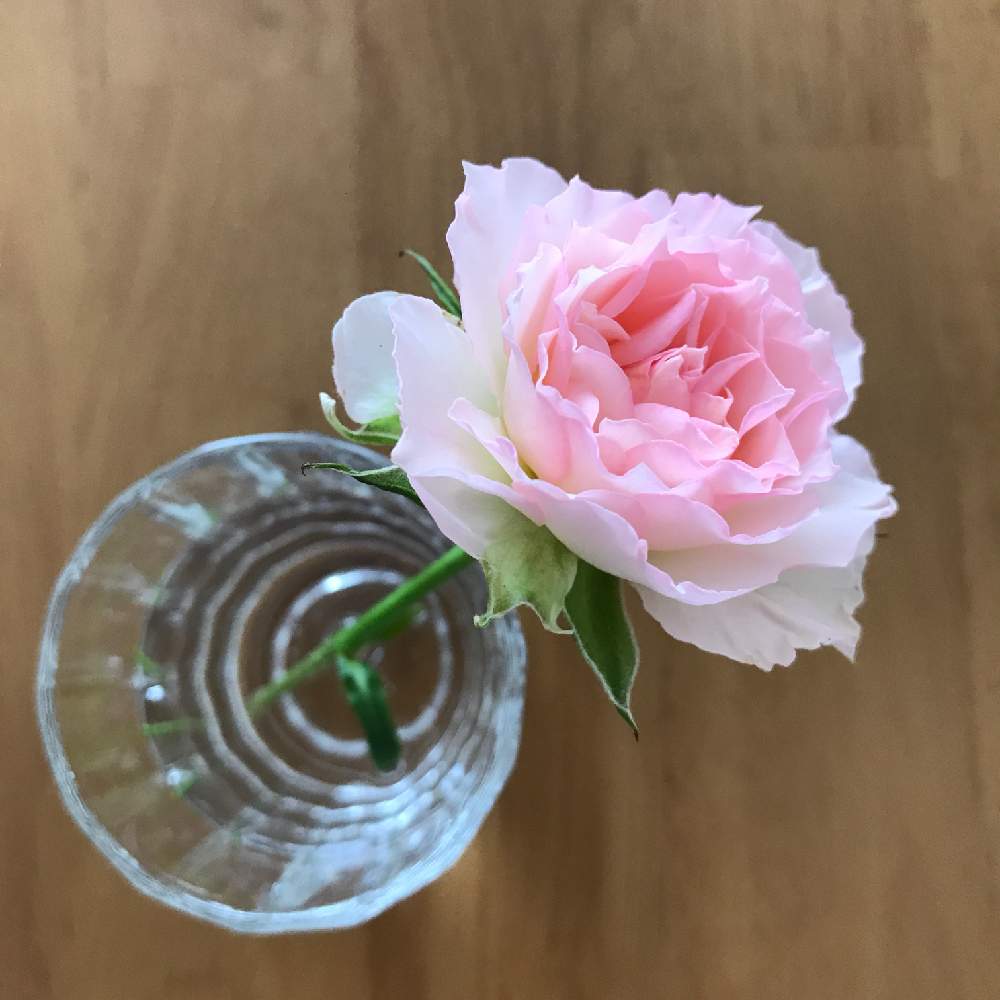 キッチンの画像 by kukkaさん | キッチンとばら バラ 薔薇と癒しとピンク❤︎ピンクと スプレーバラと心ときめく☆と花のある暮らしとかわいいな♡