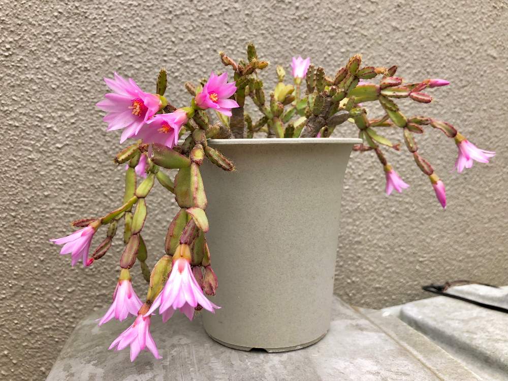 広い庭の画像 by コトパクシ山さん | 広い庭とシャコバサボテンとデンマークカクタスの花と成長中と植中毒と多肉女子とタニラーと花のある暮らしと咲いた!