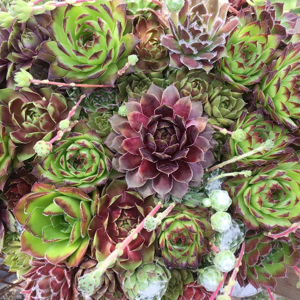 の画像 by 多肉植物専門店 RuPo“ルポ”さん | 令和最初の植物と紅葉するセンペルとセンペル丼とRUPOとRuPoさんと和歌山とセンペルビウム属と多肉女子とGreenSnapmarcheと花のある暮らしと和歌山市と家庭菜園奮闘日記