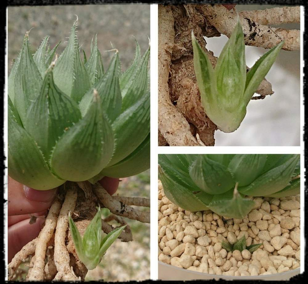 の画像 by Ranさん | ボルシーとレース系と軟葉系ハオルチアとハオルチア属とGS日和とHaworthia:ハオルチア/ハオルシアと植中毒とハオルシア属 とハオルチアボルシー錦と透明感と斑入り。