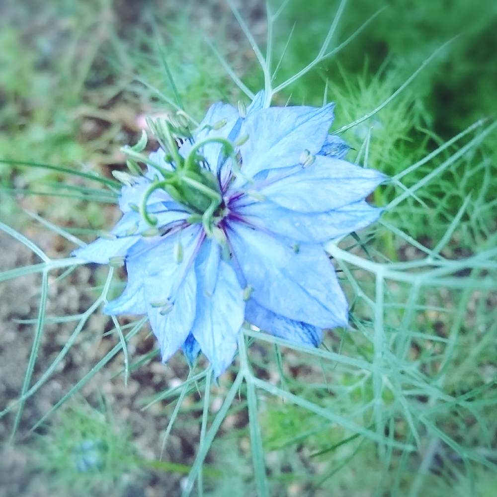 小さな庭の画像 by hana:)*さん | 小さな庭とニゲラとお花大好き♡と大好きなお花♡と花のある暮らしとかわいいな♡とお花好きの人と繋がりたい
