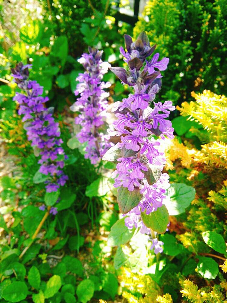 小さな庭の画像 by とーまス☆さん | 小さな庭とかわいい♡と手作りの庭と癒しと春の花々❇︎と多年草と アジュガと庭仕事とガーデニングと花のある暮らしとちっちゃなお花と紫の花と庭の宿根草