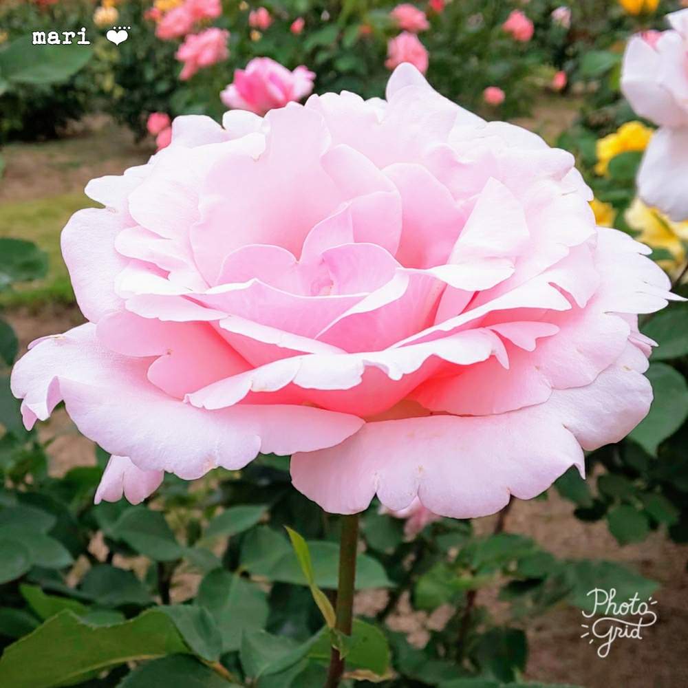 お出かけ先の画像 by まりさん | お出かけ先と春芳とバラバラバラとばら バラ 薔薇とピンク!ピンク!ピンク!と岡山RSKばら園とピンク❤︎ピンクとRSKバラ園