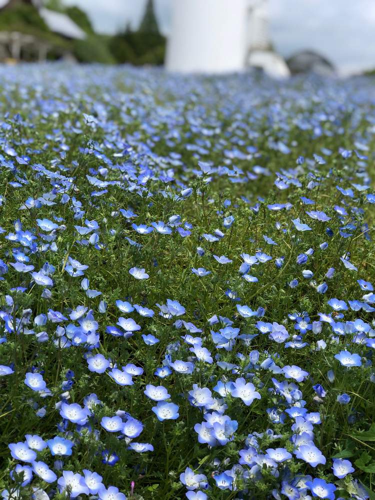 お出かけ先の画像 by sachi03255さん | お出かけ先と癒しとToday's botanicalと ネモフィラと綺麗とおでかけ先と青紫の花と花のある暮らしとお花のある生活といわき市 フラワーセンター