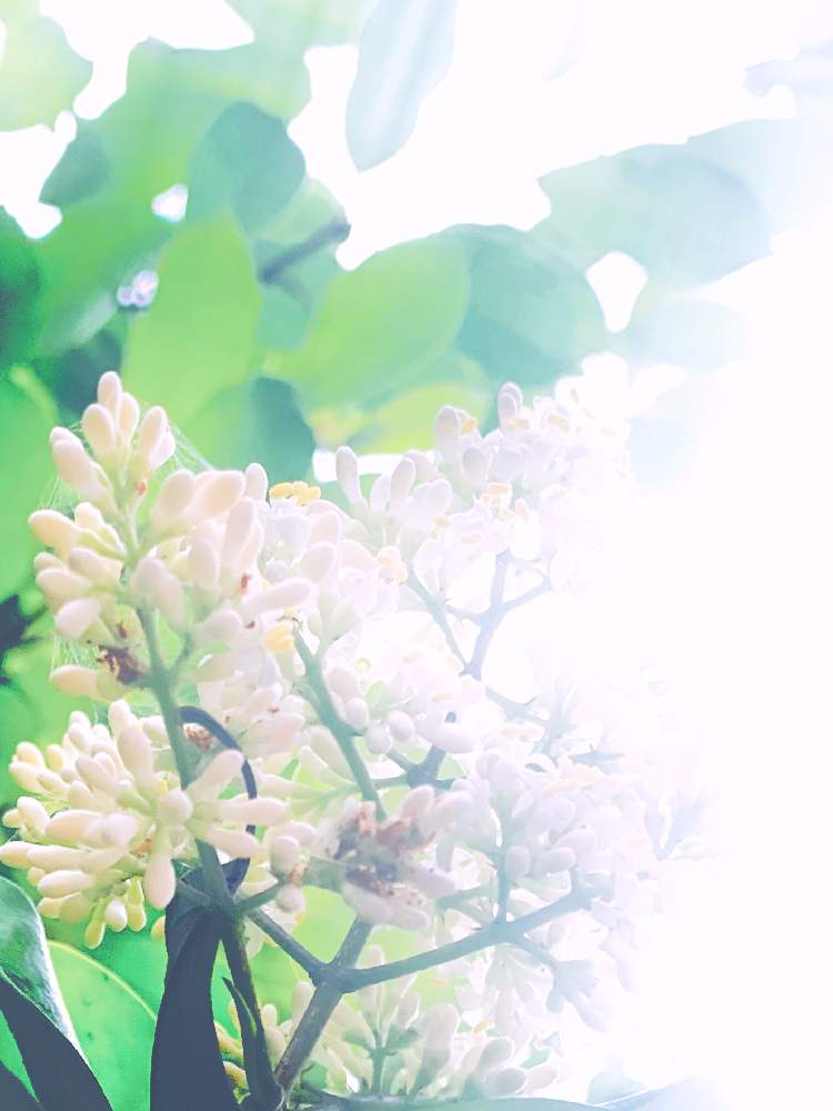 の画像 by tacaさん | ナンテンの花とRock This Townと眼レフと55mm