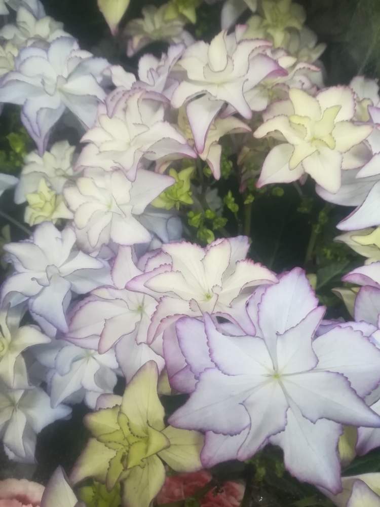 お出かけ先の画像 by オアシス☆さん | お出かけ先と紫陽花 ケイコと美しいとはなやかと白い花といやされると紫の花とオトナ色