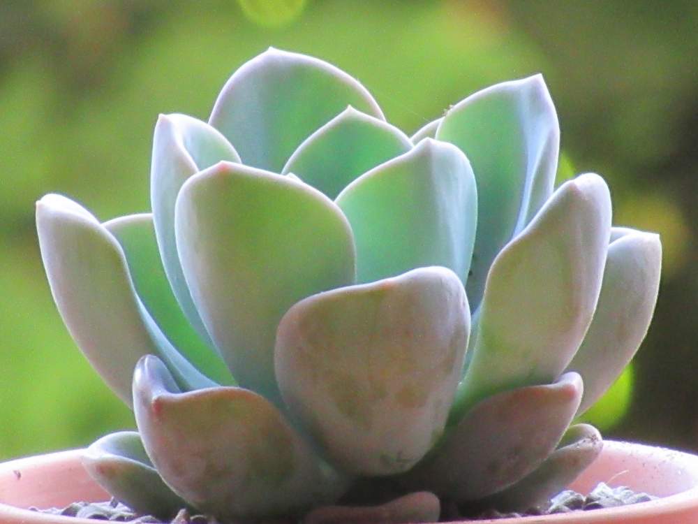 の画像 by サワーポメロさん | 多肉植物とお気に入りと素敵な庭に✨と皆様に感謝と軒下と花のある暮らし
