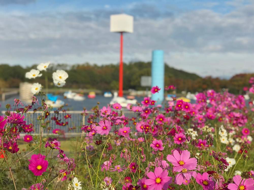 お出かけ先の画像 by Kay_Tamagusk(ケィ)さん | お出かけ先と秋桜とカラフルと公園とGS映えとお花見と花のある暮らし