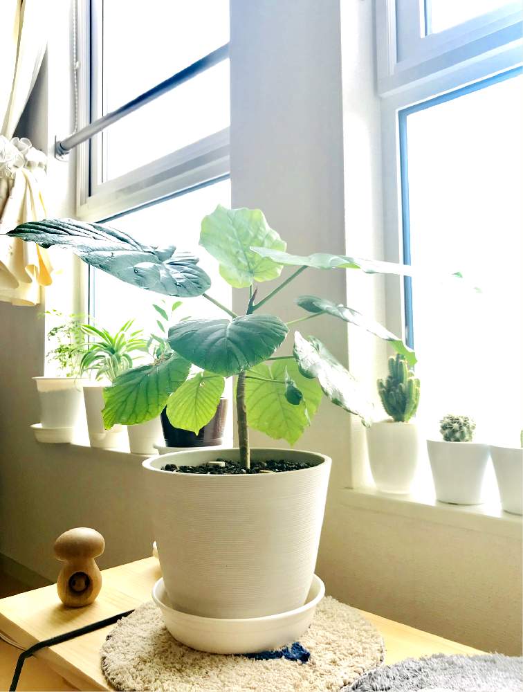 窓辺の画像 by siroさん | 窓辺と多肉植物と観葉植物とサボテン☆と癒しと植物だいすきとナチュラル系と多肉女子と日光浴中☀️と『窓辺に飾られた植物』フォトコンテスト
