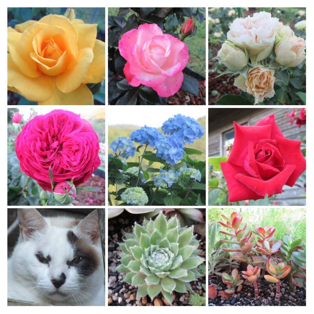 の画像 by サワーポメロさん | 多肉植物と放ったらかしとお気に入りとバラ⭐️と近くの公園でと素敵な庭に✨と散歩と皆様に感謝と軒下と花のある暮らしと野良猫⭐️と地植えと適当に植えた