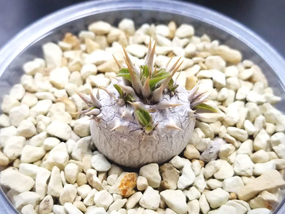 の画像 by 鍛冶工事くんさん | パキポディウム属とトゲトゲと植物のある暮らしと男前植物とCaudexと実生と塊根植物とsucculentとぷっくり❤️