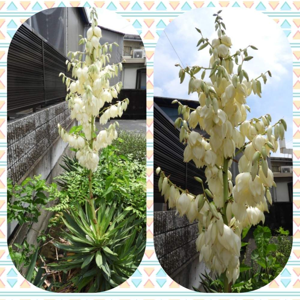 の画像 by まっさんno.1さん | GS映えとユッカの花!とウォーキング日和とウォーキング中と花のある暮らし