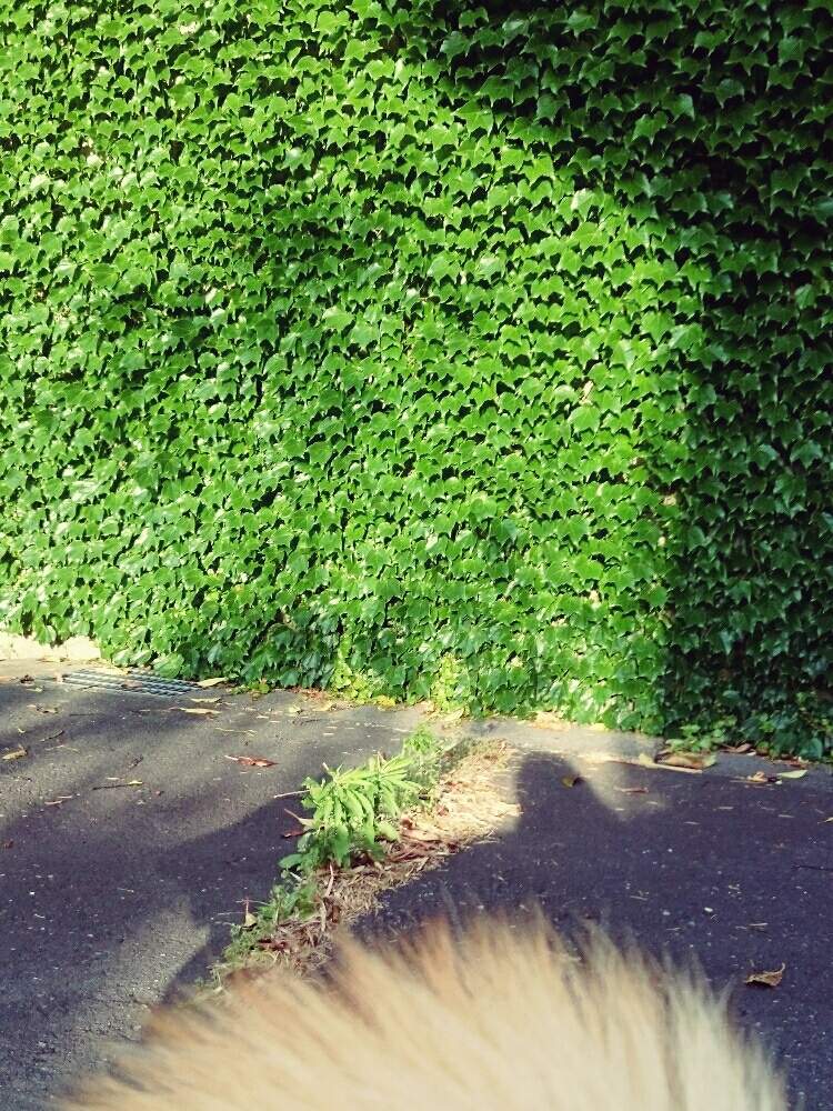 お出かけ先の画像 by leeさん | お出かけ先とナツヅタと紅葉が楽しみ♪とGS日和とno green no lifeと植中毒と葉っぱアートとGREEN UP!とイヌとグリーンとおさんぽ