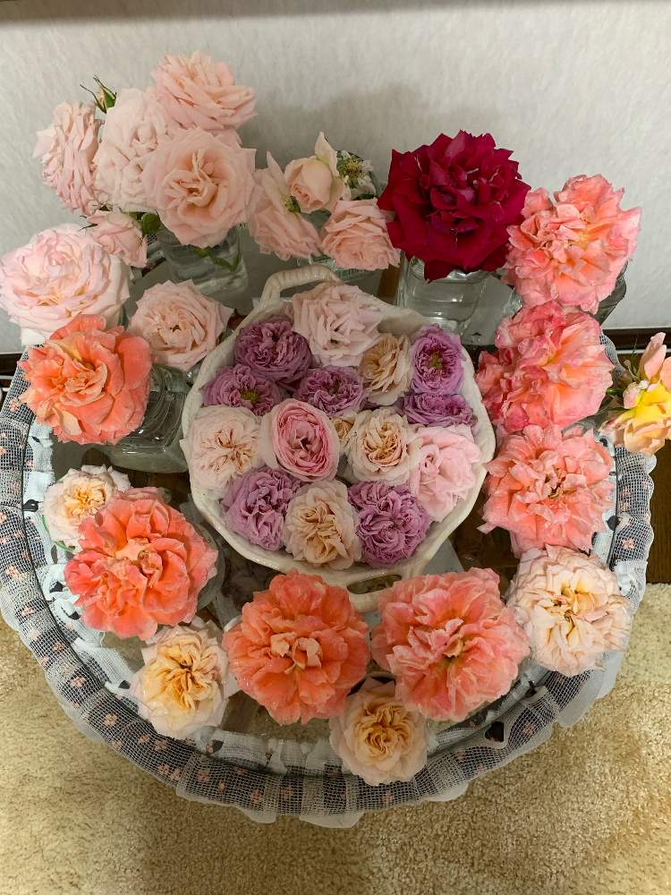 部屋の画像 by こまきろーるさん | 部屋とピンク ぴんく Pinkと薔薇♡とピエール ドゥ ロンサールとばら バラ 薔薇とピンク!ピンク!ピンク!とバラ 薔薇と花のある暮らしと薔薇が素敵と薔薇♪とばら 薔薇 バラとバラ薔薇ばらら~❤️とはなのあるくらしと薔薇の花