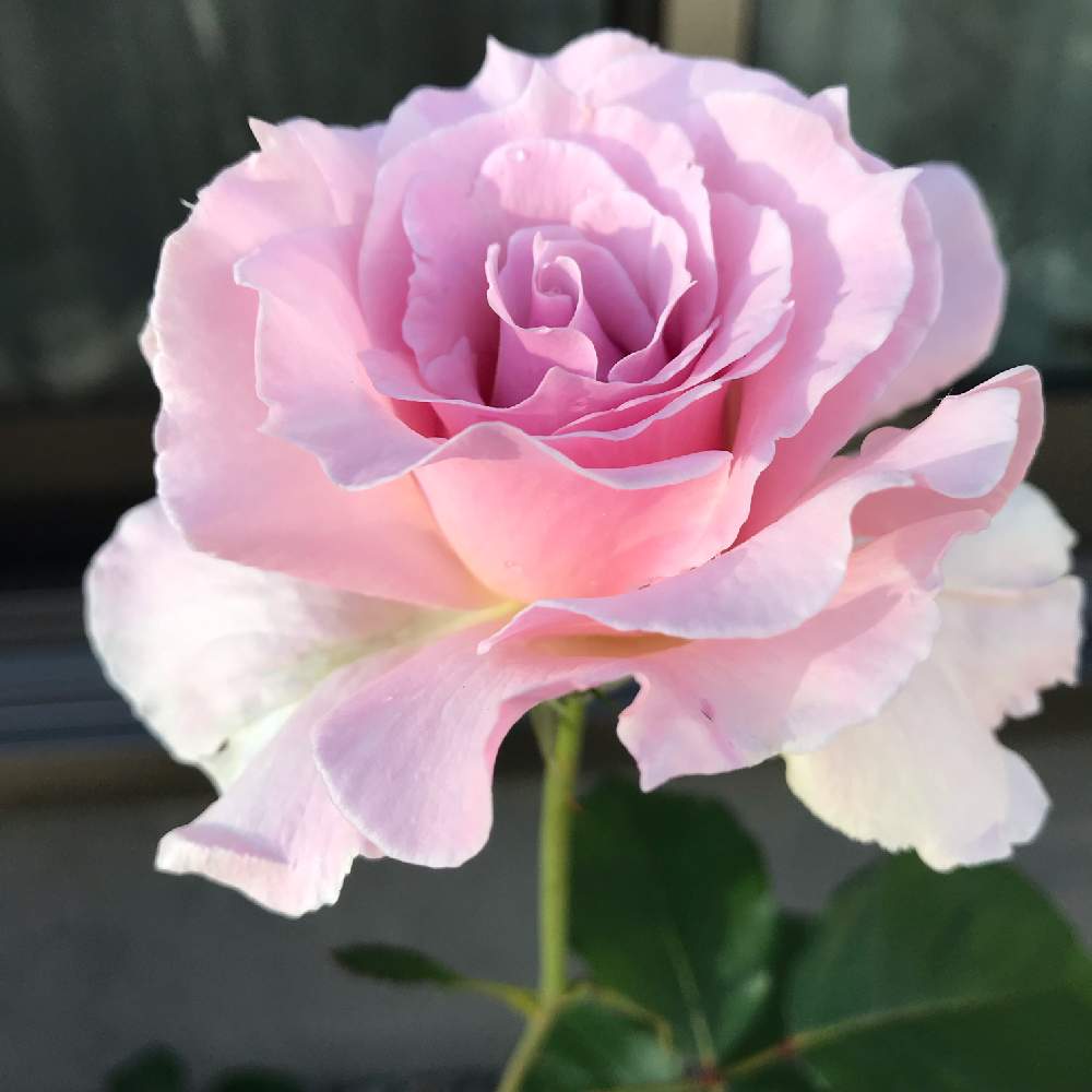 テラスの画像 by つるばらさん | テラスとばら バラ 薔薇と薔薇愛同盟とピンク!ピンク!ピンク!とピンク❤︎ピンクとわたしのラマリエとバラの季節とバラの鉢植えと鉢でバラを育てるとバラが好きと花のある暮らしとバラに囲まれてとばら 薔薇 バラとラマリエ
