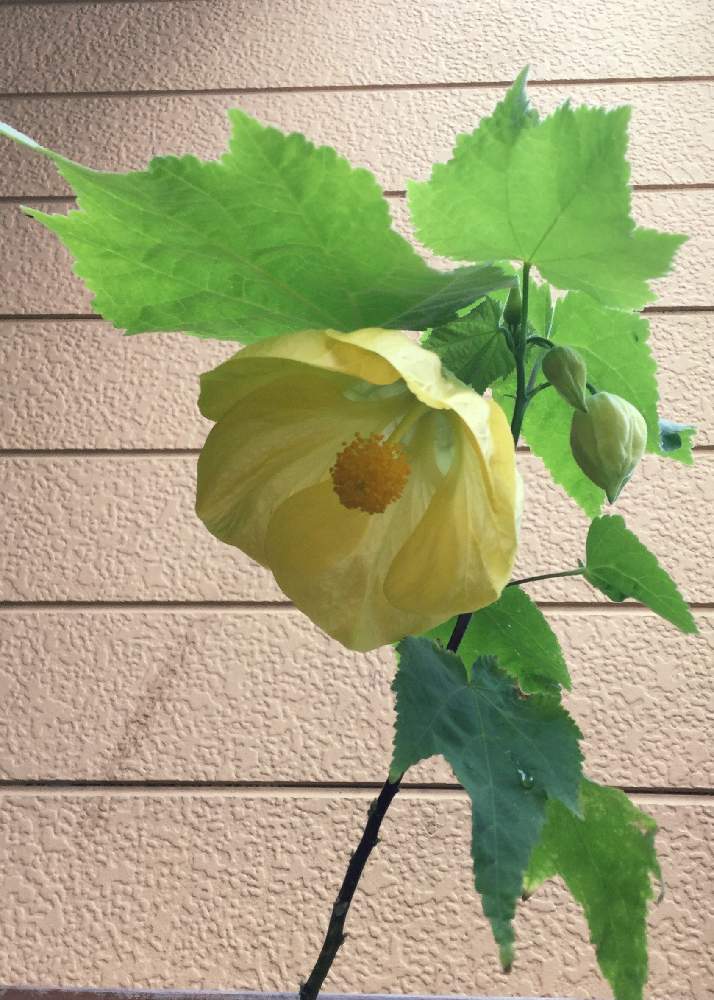 小さな庭の画像 by りぃふテリアさん | 小さな庭と開花とお気に入りと花木と鉢植えと可愛い子と花のある暮らし