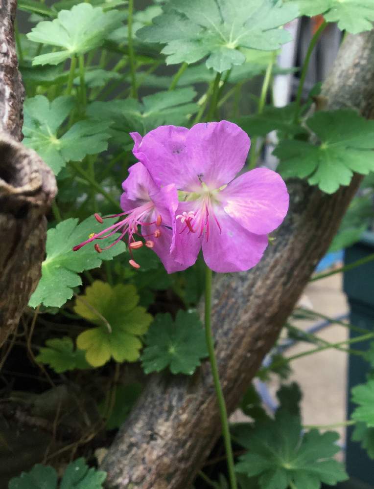 アプローチの画像 by りぃふテリアさん | アプローチとお気に入りと鉢植えと可愛い子と花のある暮らしと宿根・多年草